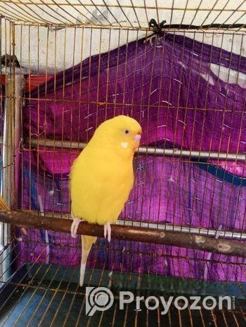 Banglish Lutino Male Big Size