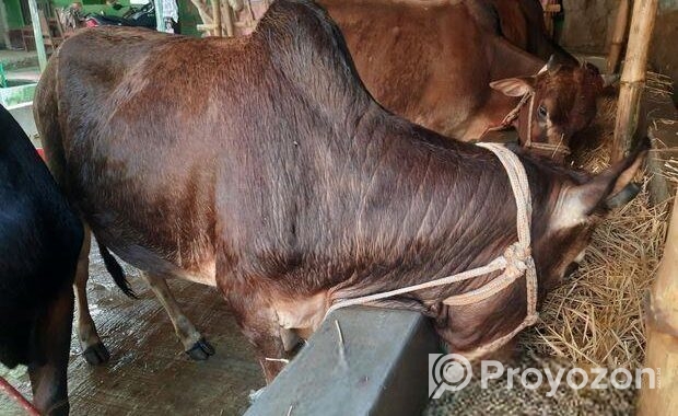 দেশি জাতের ষাড় গরু বিক্রি হবে।