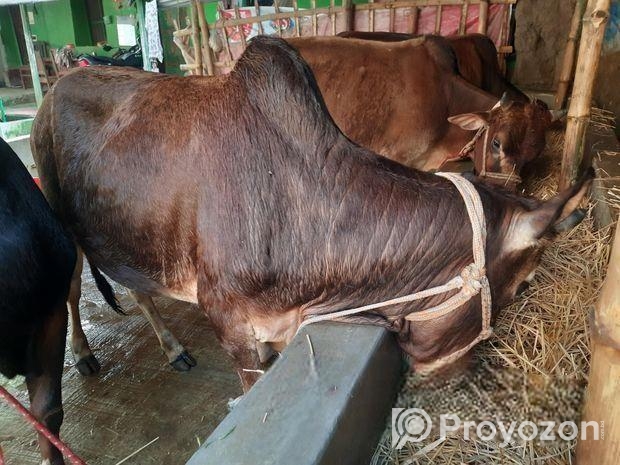 দেশি জাতের ষাড় গরু বিক্রি হবে।