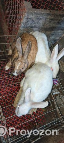২টি ফিমেল ১টি মেইল খরগোশ বিক্রি হবে