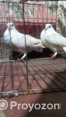 রাজশাহী হাই ফ্লায়ার বাজি গরম, গিরিবাজ
