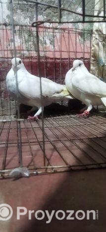 রাজশাহী হাই ফ্লায়ার বাজি গরম, গিরিবাজ