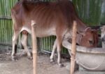 গাভী বিক্রি করা হবে