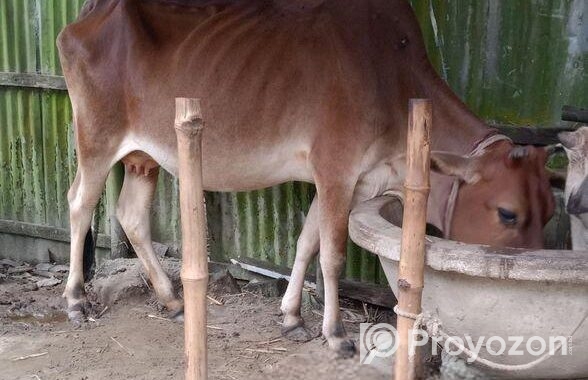 গাভী বিক্রি করা হবে