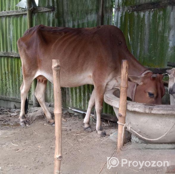 গাভী বিক্রি করা হবে