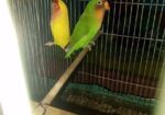 Love Bird