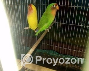 fitted-82_2025-10-30_18-24-45