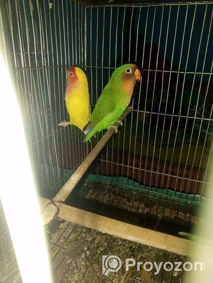Love Bird