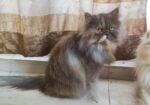 Persian adult female cat (Long coat)