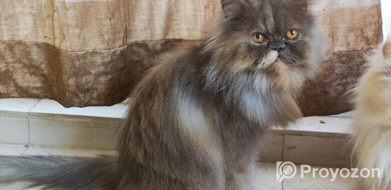 Persian adult female cat (Long coat)