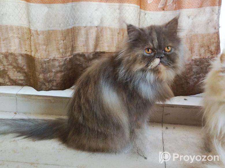 Persian adult female cat (Long coat)