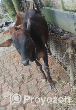 দেশি আড়িয়া গরু