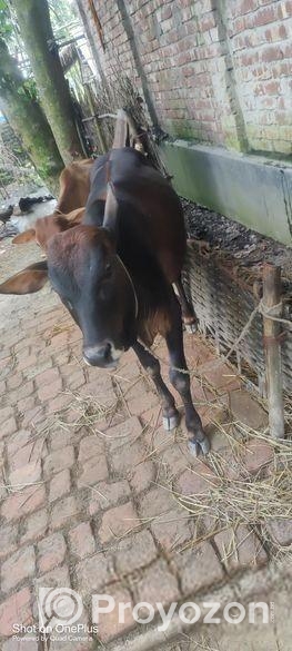 দেশি আড়িয়া গরু