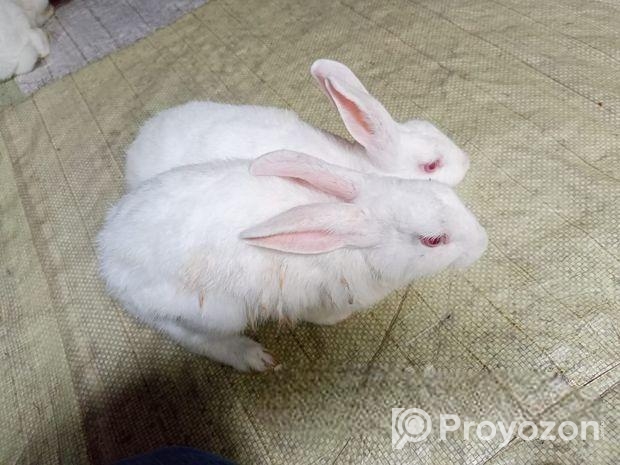 রানিং খরগোশ