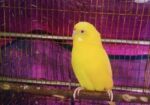 Banglish Lutino Male Big Size