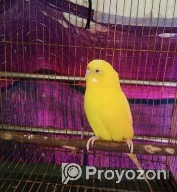 Banglish Lutino Male Big Size