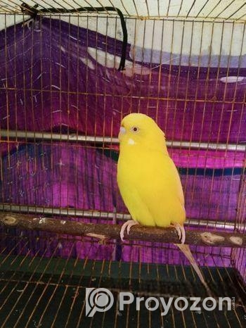 Banglish Lutino Male Big Size