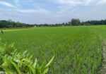 জামালপুরে ৫১.৪ কাঠা জমি বিক্রি হবে