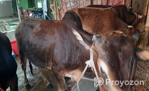 দেশি জাতের ষাড় গরু বিক্রি হবে।