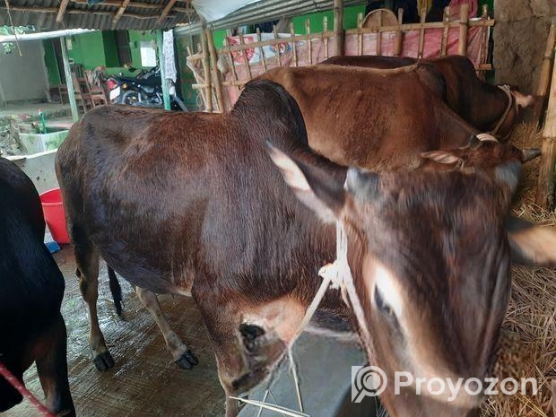 দেশি জাতের ষাড় গরু বিক্রি হবে।