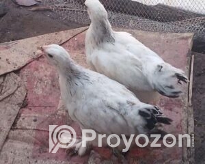 fitted-83_2025-10-22_18-11-58-1