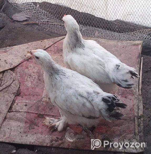 ১ জোড়া কলম্বিয়ার লাইভ ব্রাহামা মুরগি বিক্রি করা হবে