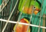 Love Bird