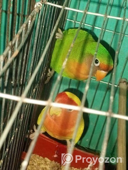 Love Bird