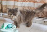 Persian adult female cat (Long coat)