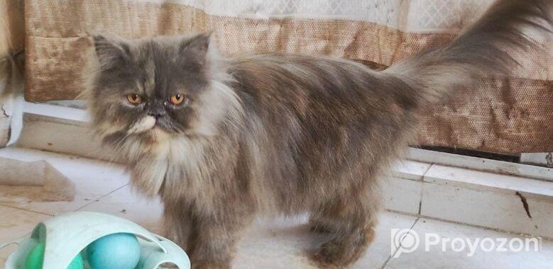 Persian adult female cat (Long coat)