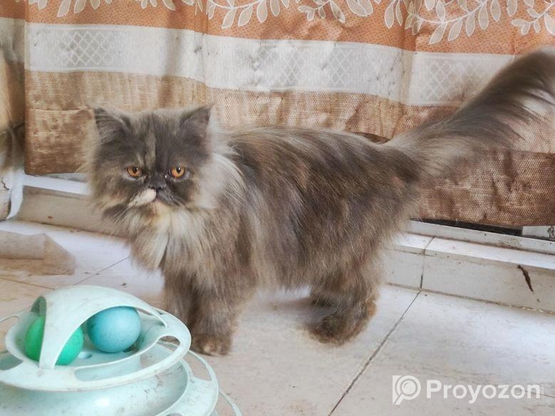 Persian adult female cat (Long coat)