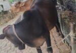 দেশি আড়িয়া গরু