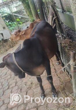দেশি আড়িয়া গরু