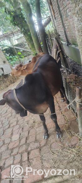 দেশি আড়িয়া গরু