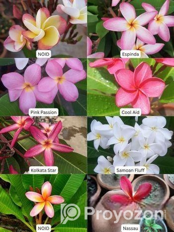 Kathgolap (colour Confirm)