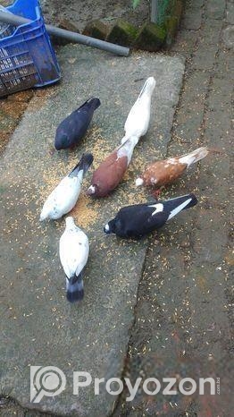 রানিং দেশি কবুতর