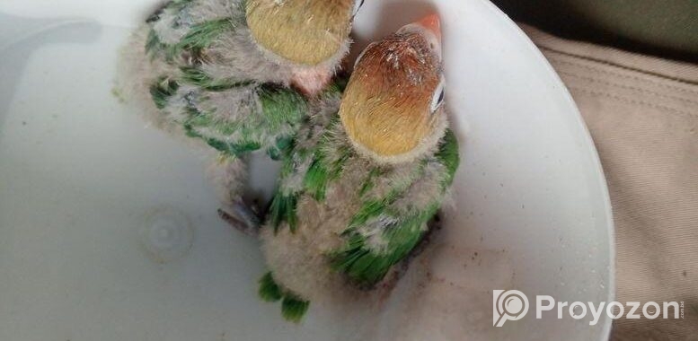 Lovebirds Tempsigh Baby