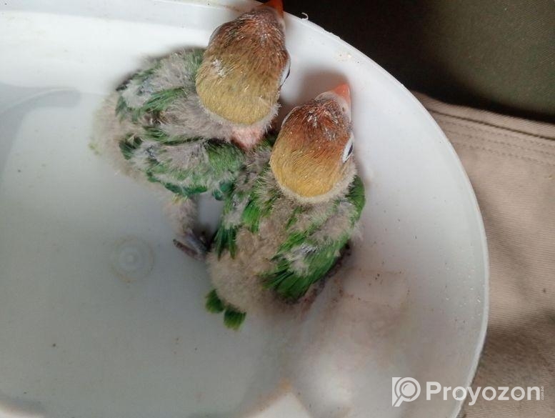 Lovebirds Tempsigh Baby