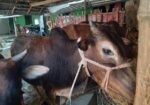 দেশি জাতের ষাড় গরু বিক্রি হবে।