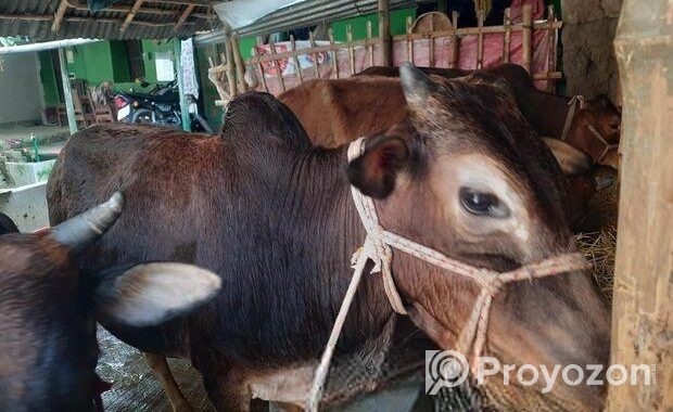 দেশি জাতের ষাড় গরু বিক্রি হবে।