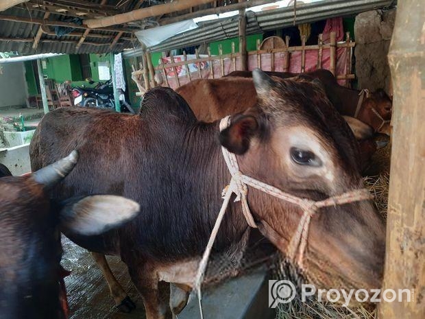 দেশি জাতের ষাড় গরু বিক্রি হবে।