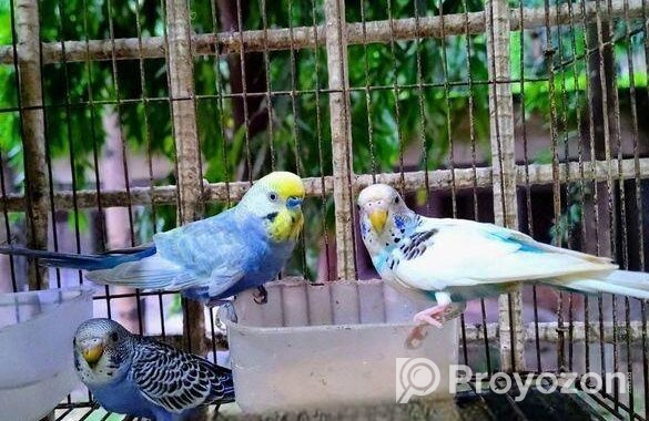 রেইনবো বাজেরিকা জোড়া। রাজশাহী। দাম- ১২০০