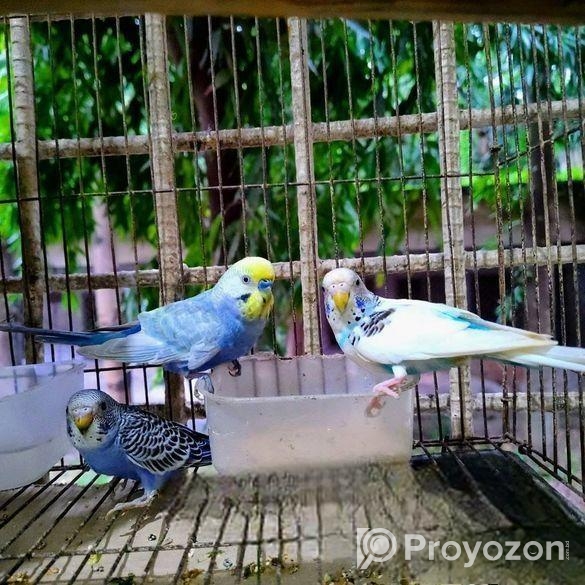 রেইনবো বাজেরিকা জোড়া। রাজশাহী। দাম- ১২০০