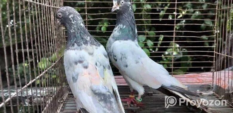 পাকিস্তানী কবুতর বিক্রয় হবে