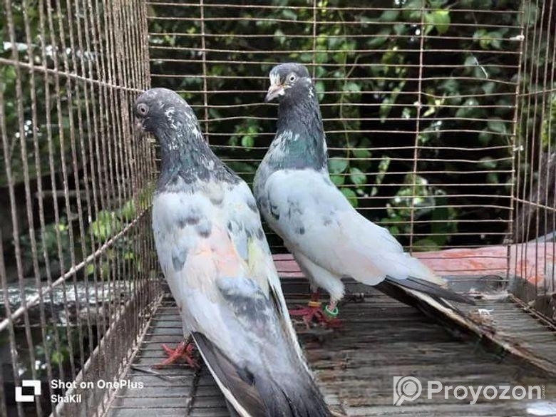 পাকিস্তানী কবুতর বিক্রয় হবে