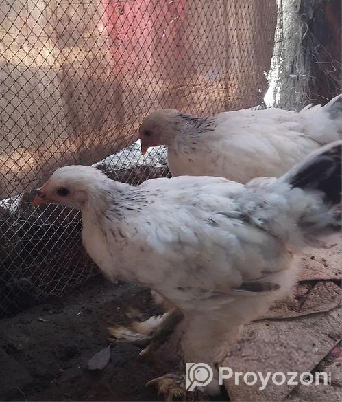 ১ জোড়া কলম্বিয়ার লাইভ ব্রাহামা মুরগি বিক্রি করা হবে