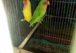 Love Bird