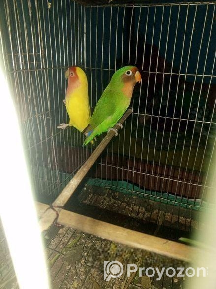 Love Bird