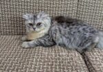 Persian Cat “female”