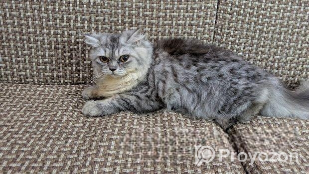Persian Cat “female”